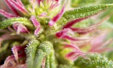 images1-pinkindicabud1